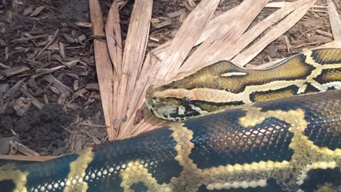 A Boa Python Closeup View Vidéo 136390242