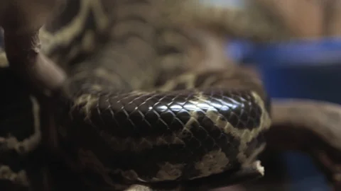 Boa python crawls and wriggles Stock Footage 113952650