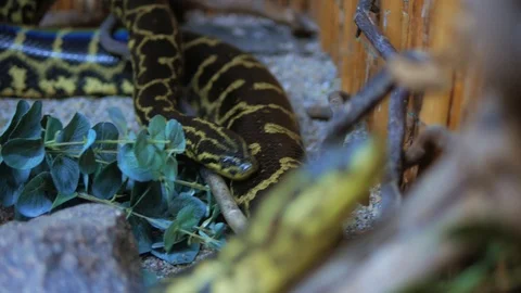 Boa python crawls and wriggles Stock Footage 113952699