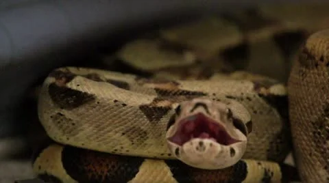 Boa Python in the Room HD Vidéo 10683602