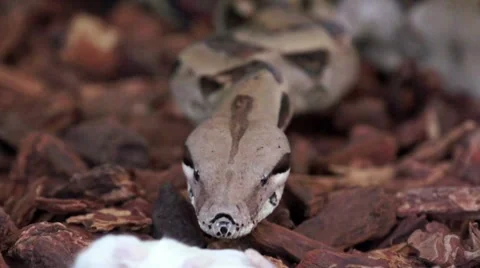 Boa Smelling its Prey Before Consumption HD Stock Footage 7747955