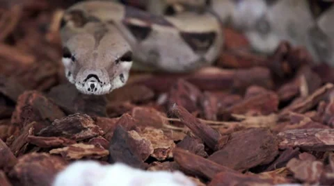 Boa Smelling its Prey HD Stock Footage 7748660