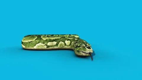 Boa Snake Attacks Blue Screen Front 3D Rendering Animation Vfx Stock Footage 83167754