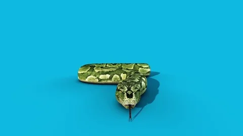 Boa Snake Attacks Blue Screen Front 3D Rendering Animation Stock Footage 83167912