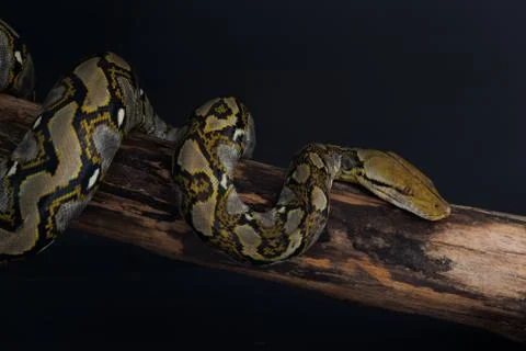 Boa snake close up Stock Photos