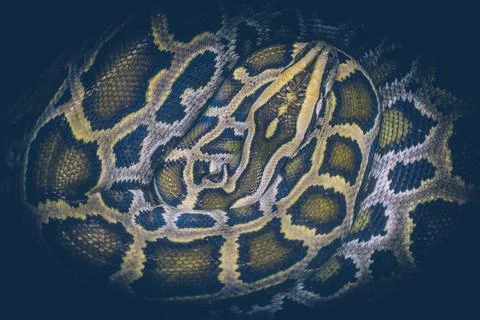 Boa snake coiled into a ring Stock Photos