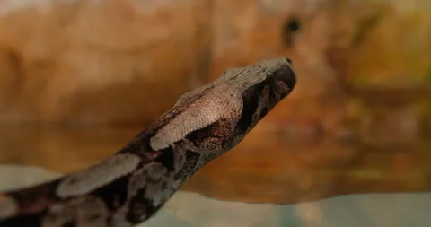 Boa snake crawling slowly Stock Footage 284048689