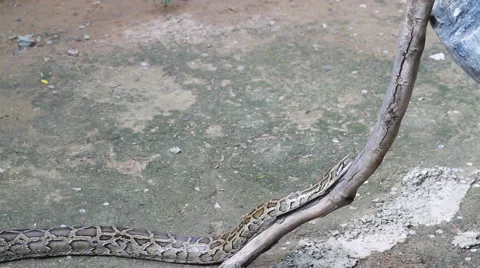 Boa snake Stock Footage 48240236