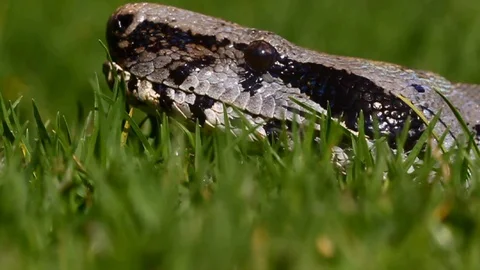 Boa snake in the grass, Amazon, Ecuador Stock Footage 128434788
