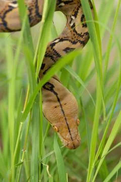 Boa Snake in the grass, Boa constrictor snake on tree branch Stock Photos