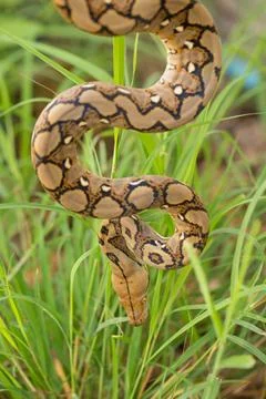 Boa Snake in the grass, Boa constrictor snake on tree branch Stock Photos