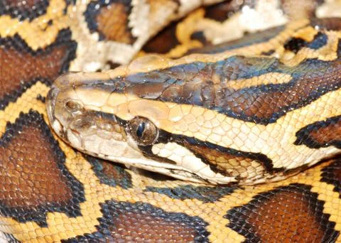 Boa snake head close up Foto stock