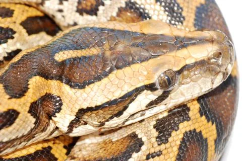 Boa snake head Foto stock