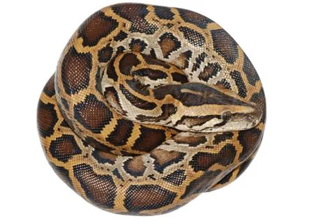 Boa snake isolated 스톡 사진