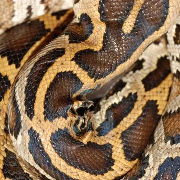  	boa snake pattern background macro Stock Photos