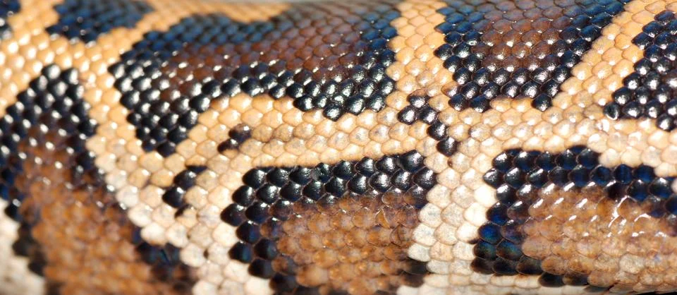 Boa snake pattern Foto stock