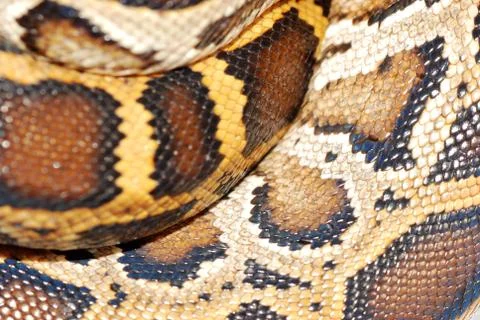 Boa snake pattern Foto stock