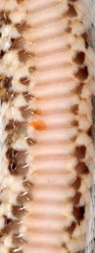 Boa snake pattern Foto stock