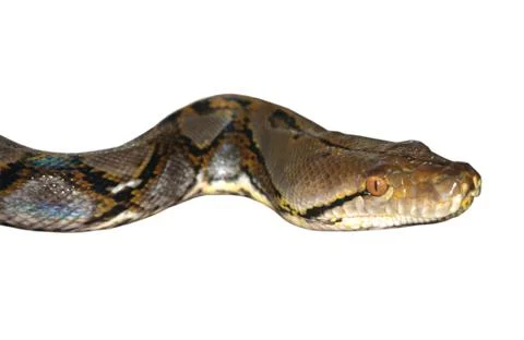 Boa snake Foto stock