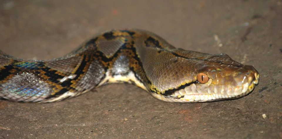 Boa snake Foto stock