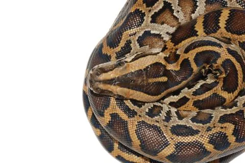 Boa snake Stock Photos