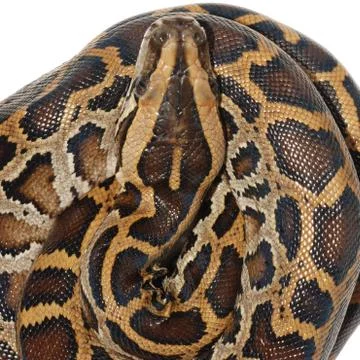  	boa snake 写真素材
