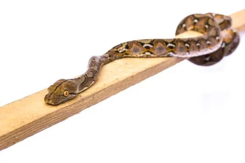 Boa snake Stock Photos