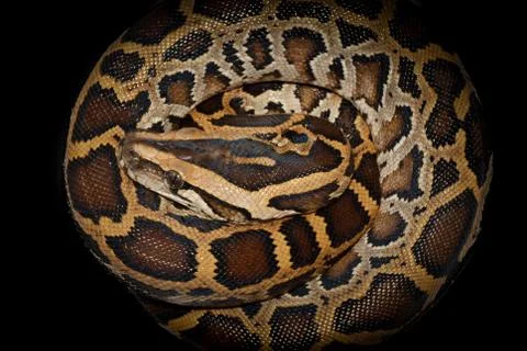 Boa snake Stock Photos