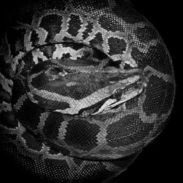 Boa snake 스톡 사진