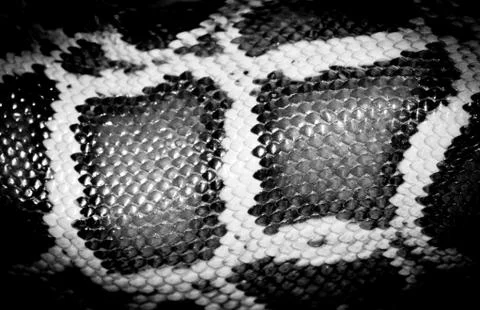 Boa snake 写真素材