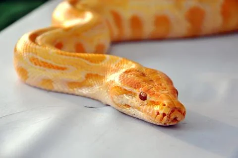 Boa snake Foto stock