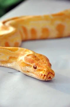 Boa snake Foto stock