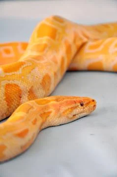 Boa snake Stock Photos