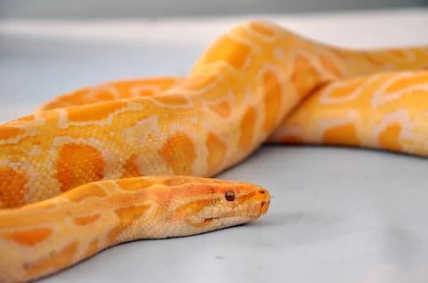 Boa snake Stock Photos