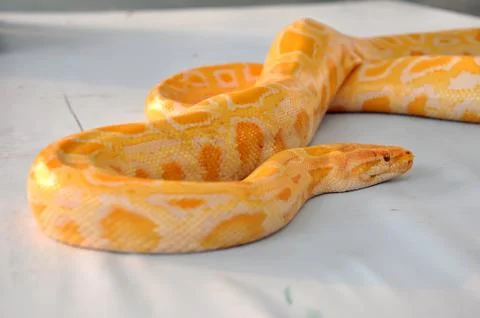 Boa snake Foto stock
