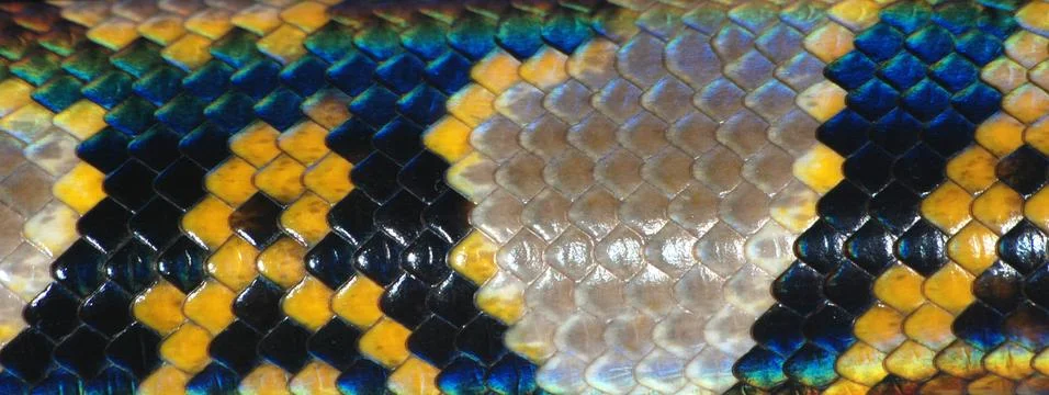Boa snake skin pattern texture Foto stock