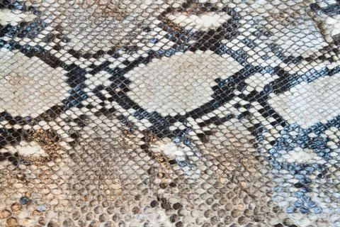 Boa snake skin pattern texture background Stock Photos
