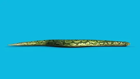 Boa Snake Slithers Blue Screen Side 3D Rendering Animation Vfx Stock Footage 83168235
