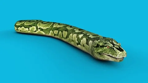 Boa Snake Slithers Blue Screen Side 3D Rendering Animation Stock Footage 83168358