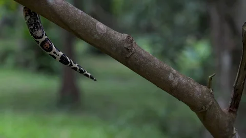 Boa tail 스톡 동영상 128574613