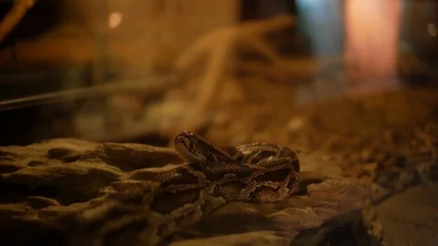 Boa in terrarium (Boa constrictor Linnaeus) Stock Footage 99616018