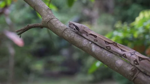 Boa2 Stock Footage 128574626