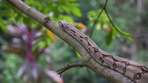 Boa3 Stock Footage 128574634