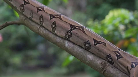 Boa4 스톡 동영상 128574617