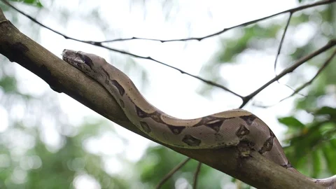 Boa5 스톡 동영상 128574635