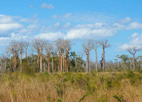 Boab Forest Stock Photos