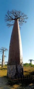 Boab Madagascar Stock Photos