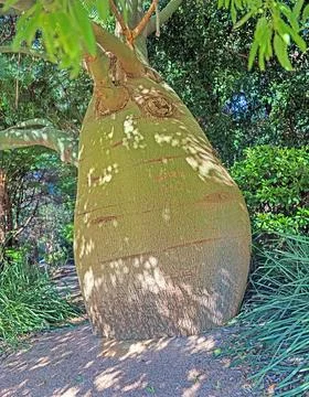 Boab or Bottle Tree Growing in a Shaded Grove Stock Photos