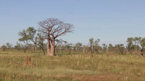 Boab tree along Gibb River Road in northern Australia Stock Footage 71182402
