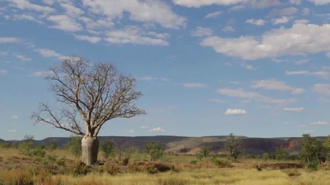 Boab tree along Gibb River Road in northern Australia Video stock 71188133